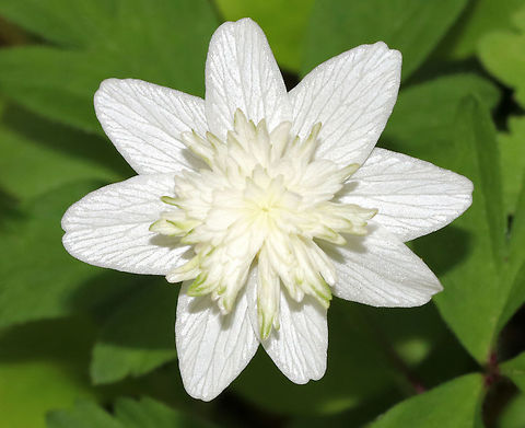 Smell Fox - Anemone nemorosa 'vestal' In this cultivar, the petals are covered by a dome-shaped center of narrow staminodes. The plants spread by rhizomes. 

*The common name 'smell fox' comes from the musky scent of the leaves.

Habitat: Forest at Garden in the Woods Anemone nemorosa,Anemone nemorosa 'vestal',Anemone nemorosa vestal,Geotagged,Spring,United States,Wood anemone,cultivar vestal,smell fox,thimbleweed,windflower