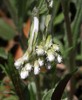 Plantain-leaf Pussytoes - Antennaria plantaginifolia This plant has basal leaves and erect stems, which bear a terminal cluster of fuzzy, flower heads that resemble cat paws.  Male and female flowers are on different plants, and sometimes, the female flower heads producing seeds without pollination.

Habitat: Forest at Garden in the Woods
https://www.jungledragon.com/image/78744/plantain-leaf_pussytoes_-_antennaria_plantaginifolia.html
https://www.jungledragon.com/image/78743/plantain-leaf_pussytoes_-_antennaria_plantaginifolia.html Antennaria,Antennaria plantaginifolia,Everlasting,Geotagged,Ladies' Tobacco,Mouse Ear,Plantain-leaf Pussytoes,Spring,United States,Woman's Tobacco,pussytoes