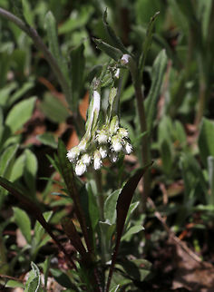 Plantain-leaf Pussytoes - Antennaria plantaginifolia This plant has basal leaves and erect stems, which bear a terminal cluster of fuzzy, flower heads that resemble cat paws. Male and female flowers are on different plants, and sometimes, the female flower heads producing seeds without pollination.

Habitat: Forest at Garden in the Woods
https://www.jungledragon.com/image/78742/plantain-leaf_pussytoes_-_antennaria_plantaginifolia.html
https://www.jungledragon.com/image/78744/plantain-leaf_pussytoes_-_antennaria_plantaginifolia.html Antennaria plantaginifolia,Geotagged,Spring,United States