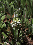 Plantain-leaf Pussytoes - Antennaria plantaginifolia This plant has basal leaves and erect stems, which bear a terminal cluster of fuzzy, flower heads that resemble cat paws. Male and female flowers are on different plants, and sometimes, the female flower heads producing seeds without pollination.<br />
<br />
Habitat: Forest at Garden in the Woods<br />
https://www.jungledragon.com/image/78742/plantain-leaf_pussytoes_-_antennaria_plantaginifolia.html<br />
https://www.jungledragon.com/image/78744/plantain-leaf_pussytoes_-_antennaria_plantaginifolia.html Antennaria plantaginifolia,Geotagged,Spring,United States