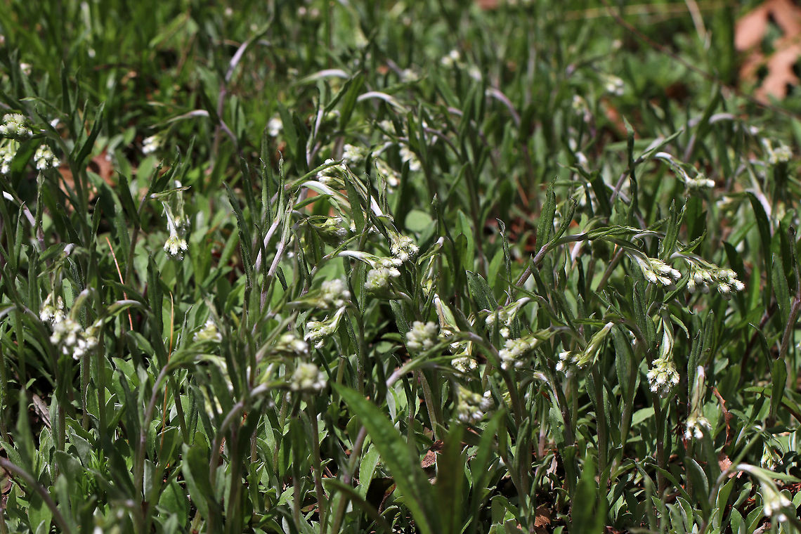 Plantain-leaf Pussytoes - Antennaria plantaginifolia This plant has basal leaves and erect stems, which bear a terminal cluster of fuzzy, flower heads that resemble cat paws. Male and female flowers are on different plants, and sometimes, the female flower heads producing seeds without pollination.<br />
<br />
Habitat: Forest at Garden in the Woods<br />
<figure class="photo"><a href="https://www.jungledragon.com/image/78742/plantain-leaf_pussytoes_-_antennaria_plantaginifolia.html" title="Plantain-leaf Pussytoes - Antennaria plantaginifolia"><img src="https://s3.amazonaws.com/media.jungledragon.com/images/3232/78742_thumb.jpg?AWSAccessKeyId=05GMT0V3GWVNE7GGM1R2&Expires=1759968010&Signature=XDNczY3X4x1hk%2FzZX05sf576118%3D" width="126" height="152" alt="Plantain-leaf Pussytoes - Antennaria plantaginifolia This plant has basal leaves and erect stems, which bear a terminal cluster of fuzzy, flower heads that resemble cat paws.  Male and female flowers are on different plants, and sometimes, the female flower heads producing seeds without pollination.<br />
<br />
Habitat: Forest at Garden in the Woods<br />
https://www.jungledragon.com/image/78744/plantain-leaf_pussytoes_-_antennaria_plantaginifolia.html<br />
https://www.jungledragon.com/image/78743/plantain-leaf_pussytoes_-_antennaria_plantaginifolia.html Antennaria,Antennaria plantaginifolia,Everlasting,Geotagged,Ladies&#039; Tobacco,Mouse Ear,Plantain-leaf Pussytoes,Spring,United States,Woman&#039;s Tobacco,pussytoes" /></a></figure><br />
<figure class="photo"><a href="https://www.jungledragon.com/image/78743/plantain-leaf_pussytoes_-_antennaria_plantaginifolia.html" title="Plantain-leaf Pussytoes - Antennaria plantaginifolia"><img src="https://s3.amazonaws.com/media.jungledragon.com/images/3232/78743_thumb.jpg?AWSAccessKeyId=05GMT0V3GWVNE7GGM1R2&Expires=1759968010&Signature=jyKQtp4M3PFAJg5buFznZ2e1VpI%3D" width="112" height="152" alt="Plantain-leaf Pussytoes - Antennaria plantaginifolia This plant has basal leaves and erect stems, which bear a terminal cluster of fuzzy, flower heads that resemble cat paws. Male and female flowers are on different plants, and sometimes, the female flower heads producing seeds without pollination.<br />
<br />
Habitat: Forest at Garden in the Woods<br />
https://www.jungledragon.com/image/78742/plantain-leaf_pussytoes_-_antennaria_plantaginifolia.html<br />
https://www.jungledragon.com/image/78744/plantain-leaf_pussytoes_-_antennaria_plantaginifolia.html Antennaria plantaginifolia,Geotagged,Spring,United States" /></a></figure> Antennaria plantaginifolia,Geotagged,Spring,United States