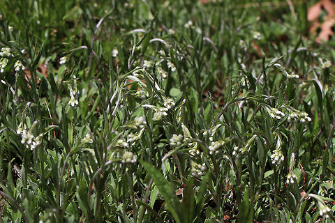 Antennaria plantaginifolia