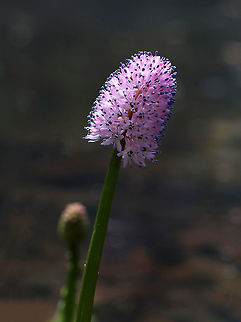 Swamp-pink - Helonias bullata Swamp pink is a federally threatened species and populations are often pilfered by poachers.  Native to eastern North America.

Habitat: Pondside
https://www.jungledragon.com/image/78754/swamp-pink_-_helonias_bullata.html
https://www.jungledragon.com/image/78755/swamp-pink_-_helonias_bullata.html Helonias,Helonias bullata,swamp pink,swamp-pink