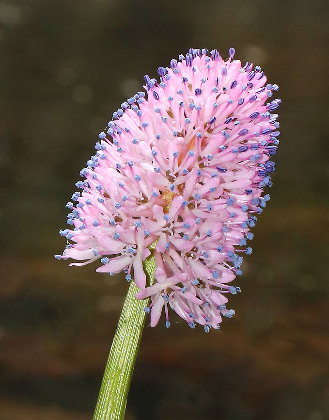 Swamp-pink - Helonias bullata Swamp pink is a federally threatened species and populations are often pilfered by poachers. Native to eastern North America.<br />
<br />
Habitat: Pondside<br />
<figure class="photo"><a href="https://www.jungledragon.com/image/78750/swamp-pink_-_helonias_bullata.html" title="Swamp-pink - Helonias bullata"><img src="https://s3.amazonaws.com/media.jungledragon.com/images/3232/78750_thumb.jpg?AWSAccessKeyId=05GMT0V3GWVNE7GGM1R2&Expires=1759968010&Signature=pQLQGR8k%2BEIYApWAowW6el23zZ4%3D" width="114" height="152" alt="Swamp-pink - Helonias bullata Swamp pink is a federally threatened species and populations are often pilfered by poachers.  Native to eastern North America.<br />
<br />
Habitat: Pondside<br />
https://www.jungledragon.com/image/78754/swamp-pink_-_helonias_bullata.html<br />
https://www.jungledragon.com/image/78755/swamp-pink_-_helonias_bullata.html Helonias,Helonias bullata,swamp pink,swamp-pink" /></a></figure><br />
<figure class="photo"><a href="https://www.jungledragon.com/image/78755/swamp-pink_-_helonias_bullata.html" title="Swamp-pink - Helonias bullata"><img src="https://s3.amazonaws.com/media.jungledragon.com/images/3232/78755_thumb.jpg?AWSAccessKeyId=05GMT0V3GWVNE7GGM1R2&Expires=1759968010&Signature=NrQMn4hXEu1WeCEAXTEiYIhVFLM%3D" width="114" height="152" alt="Swamp-pink - Helonias bullata Swamp pink is a federally threatened species and populations are often pilfered by poachers. Native to eastern North America.<br />
<br />
Habitat: Pondside<br />
https://www.jungledragon.com/image/78754/swamp-pink_-_helonias_bullata.html<br />
https://www.jungledragon.com/image/78750/swamp-pink_-_helonias_bullata.html Helonias,Helonias bullata" /></a></figure> Helonias,Helonias bullata