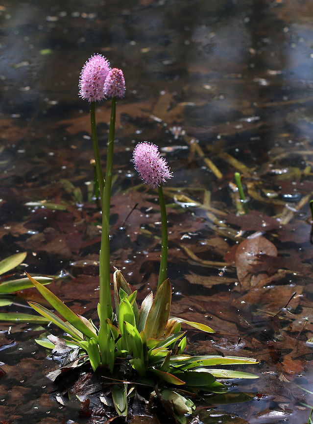 Swamp-pink - Helonias bullata Swamp pink is a federally threatened species and populations are often pilfered by poachers. Native to eastern North America.<br />
<br />
Habitat: Pondside<br />
<figure class="photo"><a href="https://www.jungledragon.com/image/78754/swamp-pink_-_helonias_bullata.html" title="Swamp-pink - Helonias bullata"><img src="https://s3.amazonaws.com/media.jungledragon.com/images/3232/78754_thumb.jpg?AWSAccessKeyId=05GMT0V3GWVNE7GGM1R2&Expires=1759968010&Signature=CapQLTddx30x3W6s5THhbBAvYlY%3D" width="120" height="152" alt="Swamp-pink - Helonias bullata Swamp pink is a federally threatened species and populations are often pilfered by poachers. Native to eastern North America.<br />
<br />
Habitat: Pondside<br />
https://www.jungledragon.com/image/78750/swamp-pink_-_helonias_bullata.html<br />
https://www.jungledragon.com/image/78755/swamp-pink_-_helonias_bullata.html Helonias,Helonias bullata" /></a></figure><br />
<figure class="photo"><a href="https://www.jungledragon.com/image/78750/swamp-pink_-_helonias_bullata.html" title="Swamp-pink - Helonias bullata"><img src="https://s3.amazonaws.com/media.jungledragon.com/images/3232/78750_thumb.jpg?AWSAccessKeyId=05GMT0V3GWVNE7GGM1R2&Expires=1759968010&Signature=pQLQGR8k%2BEIYApWAowW6el23zZ4%3D" width="114" height="152" alt="Swamp-pink - Helonias bullata Swamp pink is a federally threatened species and populations are often pilfered by poachers.  Native to eastern North America.<br />
<br />
Habitat: Pondside<br />
https://www.jungledragon.com/image/78754/swamp-pink_-_helonias_bullata.html<br />
https://www.jungledragon.com/image/78755/swamp-pink_-_helonias_bullata.html Helonias,Helonias bullata,swamp pink,swamp-pink" /></a></figure> Helonias,Helonias bullata