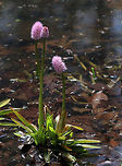 Swamp-pink - Helonias bullata Swamp pink is a federally threatened species and populations are often pilfered by poachers. Native to eastern North America.<br />
<br />
Habitat: Pondside<br />
https://www.jungledragon.com/image/78754/swamp-pink_-_helonias_bullata.html<br />
https://www.jungledragon.com/image/78750/swamp-pink_-_helonias_bullata.html Helonias,Helonias bullata