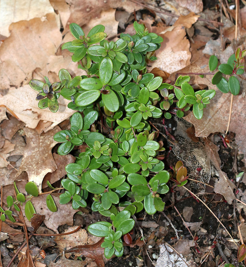Lingonberry - Vaccinium vitis-idaea This is a very hardy plant, yet difficult to find near where I live. The berries ripen in late summer/early autumn and are very acidic, but delicious when prepared (with enough sugar!).<br />
<br />
Habitat: Forest Geotagged,Lingonberry,Spring,United States,Vaccinium vitis-idaea,cowberry,mountain cranberry,partridgeberry