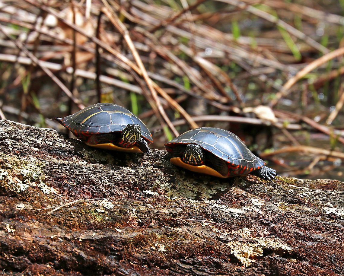 Eastern Painted Turtle - Chrysemys picta picta It's been a good spring for turtles in the northeast! I have seen dozens of painted turtles in the past month. These two looked like the neighborhood gossips. Chrysemys picta,Geotagged,Painted turtle,Spring,United States,painted turtles,turtle