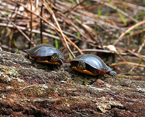 Eastern Painted Turtle - Chrysemys picta picta It's been a good spring for turtles in the northeast! I have seen dozens of painted turtles in the past month. These two looked like the neighborhood gossips. Chrysemys picta,Geotagged,Painted turtle,Spring,United States,painted turtles,turtle