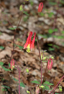Red Columbine - Aquilegia canadensis Native to woodlands of eastern North America. It contains a cyanogenic glycoside, which releases poisonous hydrogen cyanide if the plant is damaged.
https://www.jungledragon.com/image/78768/red_columbine_-_aquilegia_canadensis.html Aquilegia,Aquilegia canadensis,Canada columbine,Eastern Columbine,Geotagged,Spring,United States,columbine,red columbine