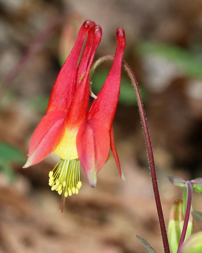 Red Columbine - Aquilegia canadensis Native to woodlands of eastern North America. It contains a cyanogenic glycoside, which releases poisonous hydrogen cyanide if the plant is damaged.<br />
<figure class="photo"><a href="https://www.jungledragon.com/image/78767/red_columbine_-_aquilegia_canadensis.html" title="Red Columbine - Aquilegia canadensis"><img src="https://s3.amazonaws.com/media.jungledragon.com/images/3232/78767_thumb.jpg?AWSAccessKeyId=05GMT0V3GWVNE7GGM1R2&Expires=1769040010&Signature=xgxR1Vwb1pxYnYmoP6wHwGGhGaE%3D" width="104" height="152" alt="Red Columbine - Aquilegia canadensis Native to woodlands of eastern North America. It contains a cyanogenic glycoside, which releases poisonous hydrogen cyanide if the plant is damaged.<br />
https://www.jungledragon.com/image/78768/red_columbine_-_aquilegia_canadensis.html Aquilegia,Aquilegia canadensis,Canada columbine,Eastern Columbine,Geotagged,Spring,United States,columbine,red columbine" /></a></figure> Aquilegia canadensis,Eastern Columbine,Geotagged,Spring,United States