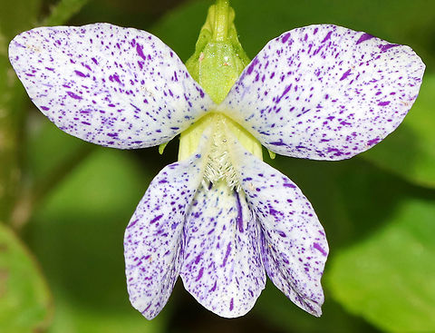 Freckles Wood Violet - Viola sororia I saw several clusters of these violets growing on the side of a dirt road. In fact, I walked right by the first couple clusters because I thought they were just dirty white wood violets. Finally, I stopped walking to check them out and am glad I did! They were stunning!!

Habitat: Growing along a lightly traveled dirt road that cuts through a nature preserve.
https://www.jungledragon.com/image/78779/freckles_wood_violet_-_viola_sororia.html
https://www.jungledragon.com/image/78778/freckles_wood_violet_-_viola_sororia.html Common Blue Violet,Geotagged,Spring,United States,Viola sororia,common meadow violet,hooded violet,lesbian flower,purple violet,wood violet,woolly blue violet