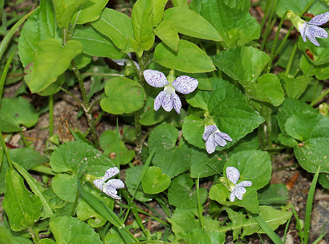 Freckles Wood Violet - Viola sororia I saw several clusters of these violets growing on the side of a dirt road. In fact, I walked right by the first couple clusters because I thought they were just dirty white wood violets. Finally, I stopped walking to check them out and am glad I did! They were stunning!!

Habitat: Growing along a lightly traveled dirt road that cuts through a nature preserve.
https://www.jungledragon.com/image/78779/freckles_wood_violet_-_viola_sororia.html
https://www.jungledragon.com/image/78777/freckles_wood_violet_-_viola_sororia.html Common Blue Violet,Geotagged,Spring,United States,Viola sororia