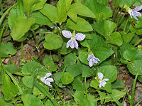 Freckles Wood Violet - Viola sororia I saw several clusters of these violets growing on the side of a dirt road. In fact, I walked right by the first couple clusters because I thought they were just dirty white wood violets. Finally, I stopped walking to check them out and am glad I did! They were stunning!!<br />
<br />
Habitat: Growing along a lightly traveled dirt road that cuts through a nature preserve.<br />
https://www.jungledragon.com/image/78779/freckles_wood_violet_-_viola_sororia.html<br />
https://www.jungledragon.com/image/78777/freckles_wood_violet_-_viola_sororia.html Common Blue Violet,Geotagged,Spring,United States,Viola sororia