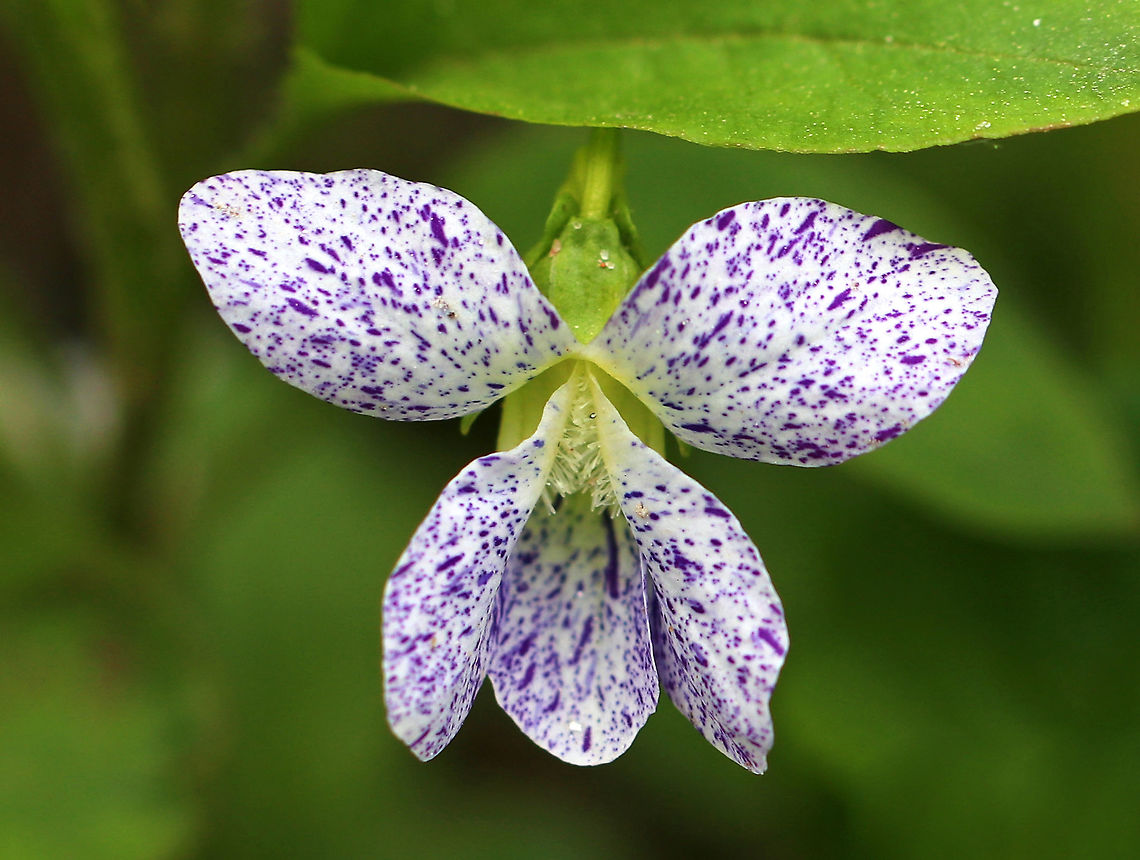 Freckles Wood Violet - Viola sororia I saw several clusters of these violets growing on the side of a dirt road. In fact, I walked right by the first couple clusters because I thought they were just dirty white wood violets. Finally, I stopped walking to check them out and am glad I did! They were stunning!!<br />
<br />
Habitat: Growing along a lightly traveled dirt road that cuts through a nature preserve.<br />
<figure class="photo"><a href="https://www.jungledragon.com/image/78778/freckles_wood_violet_-_viola_sororia.html" title="Freckles Wood Violet - Viola sororia"><img src="https://s3.amazonaws.com/media.jungledragon.com/images/3232/78778_thumb.jpg?AWSAccessKeyId=05GMT0V3GWVNE7GGM1R2&Expires=1769040010&Signature=A5H49mEkZliEgfE3j%2BFZvR44UB4%3D" width="200" height="150" alt="Freckles Wood Violet - Viola sororia I saw several clusters of these violets growing on the side of a dirt road. In fact, I walked right by the first couple clusters because I thought they were just dirty white wood violets. Finally, I stopped walking to check them out and am glad I did! They were stunning!!<br />
<br />
Habitat: Growing along a lightly traveled dirt road that cuts through a nature preserve.<br />
https://www.jungledragon.com/image/78779/freckles_wood_violet_-_viola_sororia.html<br />
https://www.jungledragon.com/image/78777/freckles_wood_violet_-_viola_sororia.html Common Blue Violet,Geotagged,Spring,United States,Viola sororia" /></a></figure><br />
<figure class="photo"><a href="https://www.jungledragon.com/image/78777/freckles_wood_violet_-_viola_sororia.html" title="Freckles Wood Violet - Viola sororia"><img src="https://s3.amazonaws.com/media.jungledragon.com/images/3232/78777_thumb.jpg?AWSAccessKeyId=05GMT0V3GWVNE7GGM1R2&Expires=1769040010&Signature=n4QTJDZTA7%2FYK6xx3gjJF0i7B00%3D" width="200" height="154" alt="Freckles Wood Violet - Viola sororia I saw several clusters of these violets growing on the side of a dirt road. In fact, I walked right by the first couple clusters because I thought they were just dirty white wood violets. Finally, I stopped walking to check them out and am glad I did! They were stunning!!<br />
<br />
Habitat: Growing along a lightly traveled dirt road that cuts through a nature preserve.<br />
https://www.jungledragon.com/image/78779/freckles_wood_violet_-_viola_sororia.html<br />
https://www.jungledragon.com/image/78778/freckles_wood_violet_-_viola_sororia.html Common Blue Violet,Geotagged,Spring,United States,Viola sororia,common meadow violet,hooded violet,lesbian flower,purple violet,wood violet,woolly blue violet" /></a></figure> Common Blue Violet,Geotagged,Spring,United States,Viola sororia