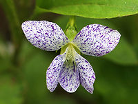 Freckles Wood Violet - Viola sororia I saw several clusters of these violets growing on the side of a dirt road. In fact, I walked right by the first couple clusters because I thought they were just dirty white wood violets. Finally, I stopped walking to check them out and am glad I did! They were stunning!!<br />
<br />
Habitat: Growing along a lightly traveled dirt road that cuts through a nature preserve.<br />
https://www.jungledragon.com/image/78778/freckles_wood_violet_-_viola_sororia.html<br />
https://www.jungledragon.com/image/78777/freckles_wood_violet_-_viola_sororia.html Common Blue Violet,Geotagged,Spring,United States,Viola sororia