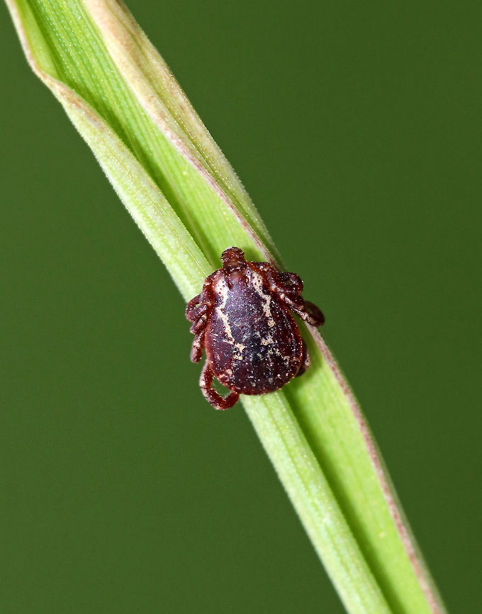 American Dog Tick (Male) - Dermacentor variabilis Adult male American Dog tick - 8 legs, reddish brown in color with a patterned scutum. I found 2 males clinging to grass in a meadow. No females in sight, so I assume they are *patiently* waiting...<br />
<br />
Adult dog ticks are active April to August, and can be found questing in tall grass or low lying brush. They typically feed on medium-sized hosts, such as raccoons, skunks, coyotes, domestic dogs, cats, and humans as well. The male ticks blood feed briefly, but do not become engorged. Dog ticks can survive for up to 2 years (at any stage in their life cycle) if no host is found. American dog tick,Dermacentor,Dermacentor variabilis,Geotagged,Spring,United States,dog tick,male tick,tick
