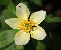 American Globeflower - Trollius laxus Native to eastern North America and threatened in some states.<br />
<br />
Habitat: Forest edge<br />
https://www.jungledragon.com/image/78782/american_globeflower_-_trollius_laxus.html<br />
https://www.jungledragon.com/image/78783/american_globeflower_-_trollius_laxus.html American spreading globeflower,Geotagged,Spring,Trollius,Trollius laxus,United States,american globeflower,globeflower