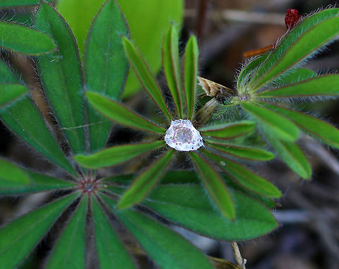 Sundial Lupine - Lupinus perennis ssp. perennis No flowers yet, but I liked how the drops of water looked like diamonds.

Habitat: Edge of a wetland
https://www.jungledragon.com/image/78785/sundial_lupine_-_lupinus_perennis_ssp._perennis.html Geotagged,Indian beet,Lupinus,Lupinus perennis,Lupinus perennis ssp. perennis,Spring,United States,Wild perennial lupine,blue lupine,old maid's bonnets,sundial lupine,wild lupine,wild perennial lupine