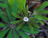 Sundial Lupine - Lupinus perennis ssp. perennis No flowers yet, but I liked how the drops of water looked like diamonds.<br />
<br />
Habitat: Edge of a wetland<br />
https://www.jungledragon.com/image/78785/sundial_lupine_-_lupinus_perennis_ssp._perennis.html Geotagged,Indian beet,Lupinus,Lupinus perennis,Lupinus perennis ssp. perennis,Spring,United States,Wild perennial lupine,blue lupine,old maid's bonnets,sundial lupine,wild lupine,wild perennial lupine