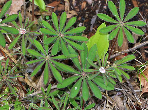 Sundial Lupine - Lupinus perennis ssp. perennis No flowers yet, but I liked how the drops of water looked like diamonds.

Habitat: Edge of a wetland
https://www.jungledragon.com/image/78784/sundial_lupine_-_lupinus_perennis_ssp._perennis.html
 Geotagged,Lupinus perennis,Spring,United States,Wild perennial lupine