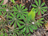 Sundial Lupine - Lupinus perennis ssp. perennis No flowers yet, but I liked how the drops of water looked like diamonds.<br />
<br />
Habitat: Edge of a wetland<br />
https://www.jungledragon.com/image/78784/sundial_lupine_-_lupinus_perennis_ssp._perennis.html<br />
 Geotagged,Lupinus perennis,Spring,United States,Wild perennial lupine