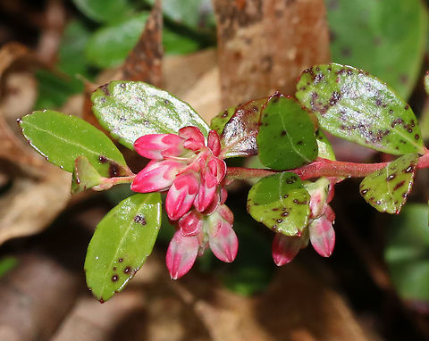 Box Huckleberry - Gaylussacia brachycera This plant bears pinkish white urn-shaped flowers in the early summer, which develop to blue, edible berries in late summer. Box huckleberry is self-sterile, and is found in isolated colonies that reproduce clonally by extending roots. Colonies can be thousands of years old!

Habitat: Forest edge at Garden in the Woods Box huckleberry,Gaylussacia brachycera,Geotagged,Spring,United States