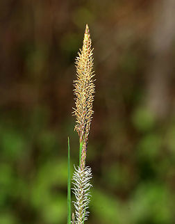 Tussock Sedge - Carex stricta A common wetland sedge in eastern North America.  When the leaves die, they build on top of or around the living plant, making a "tussock", hence the common name.

Habitat: Wetland
https://www.jungledragon.com/image/78788/tussock_sedge_-_carex_stricta.html Carex stricta,Geotagged,Spring,United States,sedge,tussock sedge,upright sedge