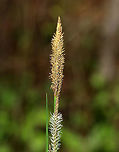 Tussock Sedge - Carex stricta A common wetland sedge in eastern North America. When the leaves die, they build on top of or around the living plant, making a "tussock", hence the common name.<br />
<br />
Habitat: Wetland<br />
https://www.jungledragon.com/image/78788/tussock_sedge_-_carex_stricta.html Carex stricta,Geotagged,Spring,United States,sedge,tussock sedge,upright sedge