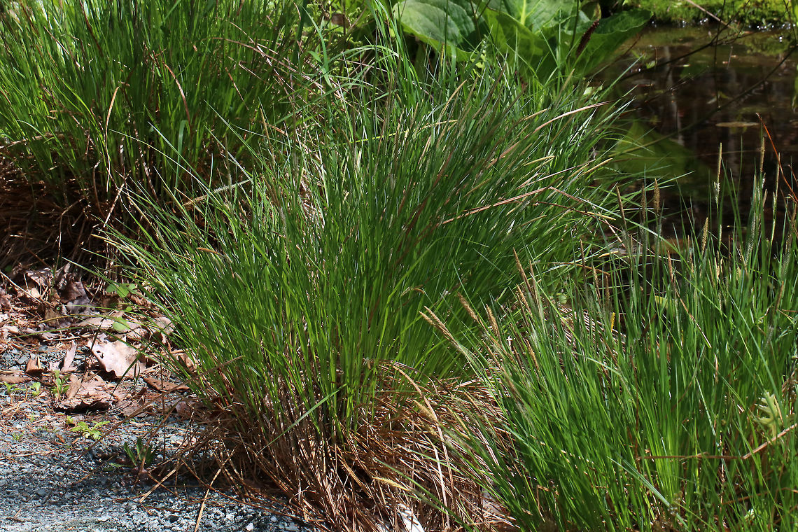 Tussock Sedge - Carex stricta A common wetland sedge in eastern North America. When the leaves die, they build on top of or around the living plant, making a &quot;tussock&quot;, hence the common name.<br />
<br />
Habitat: Wetland<br />
<figure class="photo"><a href="https://www.jungledragon.com/image/78787/tussock_sedge_-_carex_stricta.html" title="Tussock Sedge - Carex stricta"><img src="https://s3.amazonaws.com/media.jungledragon.com/images/3232/78787_thumb.jpg?AWSAccessKeyId=05GMT0V3GWVNE7GGM1R2&Expires=1759968010&Signature=Bu9u%2Bkscp3q9x0IJi4dnhhgAZvs%3D" width="120" height="152" alt="Tussock Sedge - Carex stricta A common wetland sedge in eastern North America.  When the leaves die, they build on top of or around the living plant, making a &quot;tussock&quot;, hence the common name.<br />
<br />
Habitat: Wetland<br />
https://www.jungledragon.com/image/78788/tussock_sedge_-_carex_stricta.html Carex stricta,Geotagged,Spring,United States,sedge,tussock sedge,upright sedge" /></a></figure> Carex stricta,Geotagged,Spring,United States