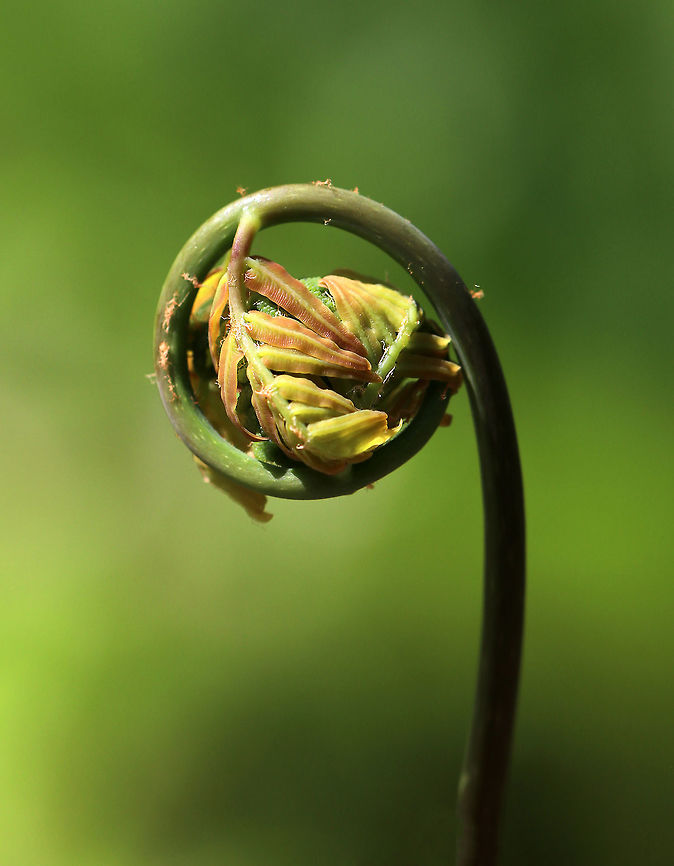 Royal Fern - Osmunda spectabilis Habitat: Shady, moist forest<br />
<figure class="photo"><a href="https://www.jungledragon.com/image/78803/royal_fern_-_osmunda_spectabilis.html" title="Royal Fern - Osmunda spectabilis"><img src="https://s3.amazonaws.com/media.jungledragon.com/images/3232/78803_thumb.jpg?AWSAccessKeyId=05GMT0V3GWVNE7GGM1R2&Expires=1769040010&Signature=Yn3dRSnNMxIysO6d5A%2B17WgzNoE%3D" width="102" height="152" alt="Royal Fern - Osmunda spectabilis Habitat: Shady, moist forest<br />
https://www.jungledragon.com/image/78802/royal_fern_-_osmunda_spectabilis.html American Royal Fern,Geotagged,Osmunda spectabilis,Spring,United States" /></a></figure> Geotagged,Osmunda,Osmunda spectabilis,Osmunda spectabilisAmerican royal fern,Spring,United States,fern
