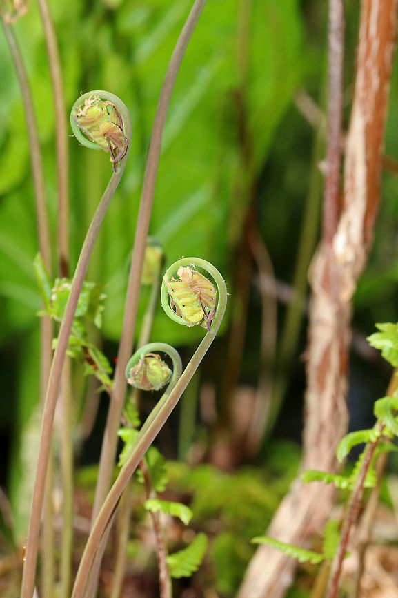 Royal Fern - Osmunda spectabilis Habitat: Shady, moist forest<br />
<figure class="photo"><a href="https://www.jungledragon.com/image/78802/royal_fern_-_osmunda_spectabilis.html" title="Royal Fern - Osmunda spectabilis"><img src="https://s3.amazonaws.com/media.jungledragon.com/images/3232/78802_thumb.jpg?AWSAccessKeyId=05GMT0V3GWVNE7GGM1R2&Expires=1759968010&Signature=eAfOY6BcFCK831KrLUxLm%2FJaGyc%3D" width="120" height="152" alt="Royal Fern - Osmunda spectabilis Habitat: Shady, moist forest<br />
https://www.jungledragon.com/image/78803/royal_fern_-_osmunda_spectabilis.html Geotagged,Osmunda,Osmunda spectabilis,Osmunda spectabilisAmerican royal fern,Spring,United States,fern" /></a></figure> American Royal Fern,Geotagged,Osmunda spectabilis,Spring,United States