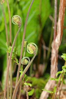 Royal Fern - Osmunda spectabilis Habitat: Shady, moist forest
https://www.jungledragon.com/image/78802/royal_fern_-_osmunda_spectabilis.html American Royal Fern,Geotagged,Osmunda spectabilis,Spring,United States