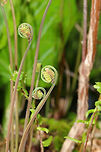 Royal Fern - Osmunda spectabilis Habitat: Shady, moist forest<br />
https://www.jungledragon.com/image/78802/royal_fern_-_osmunda_spectabilis.html American Royal Fern,Geotagged,Osmunda spectabilis,Spring,United States