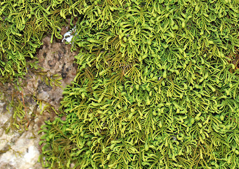 Common Tree Skirt Moss - Anomodon attenuatus Habitat: Growing at the base of a tree Anomodon,Anomodon attenuatus,Common Tree-skirt Moss,Geotagged,Spring,United States,moss