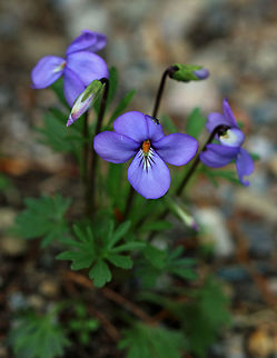 Birdsfoot Violet - Viola pedata Native to eastern North America

Habitat: Sandy soil near a wetland
https://www.jungledragon.com/image/78879/birdsfoot_violet_-_viola_pedata.html Birdsfoot violet,Geotagged,Spring,United States,Viola pedata,viola,violet
