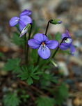 Birdsfoot Violet - Viola pedata Native to eastern North America<br />
<br />
Habitat: Sandy soil near a wetland<br />
https://www.jungledragon.com/image/78879/birdsfoot_violet_-_viola_pedata.html Birdsfoot violet,Geotagged,Spring,United States,Viola pedata,viola,violet
