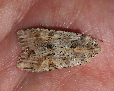 Nameless Pinion - Lithophane innominata Why would anyone name this moth the "nameless pinion"?!

TL: ~20 mm. Diffuse, dark patches at inner median area; Brown terminal shading.

Habitat: I found it resting on the bark of a conifer in a mixed forest
https://www.jungledragon.com/image/78870/nameless_pinion_-_lithophane_innominata.html
https://www.jungledragon.com/image/78871/nameless_pinion_-_lithophane_innominata.html Geotagged,Lithophane,Lithophane innominata,Spring,United States,moth,nameless pinion