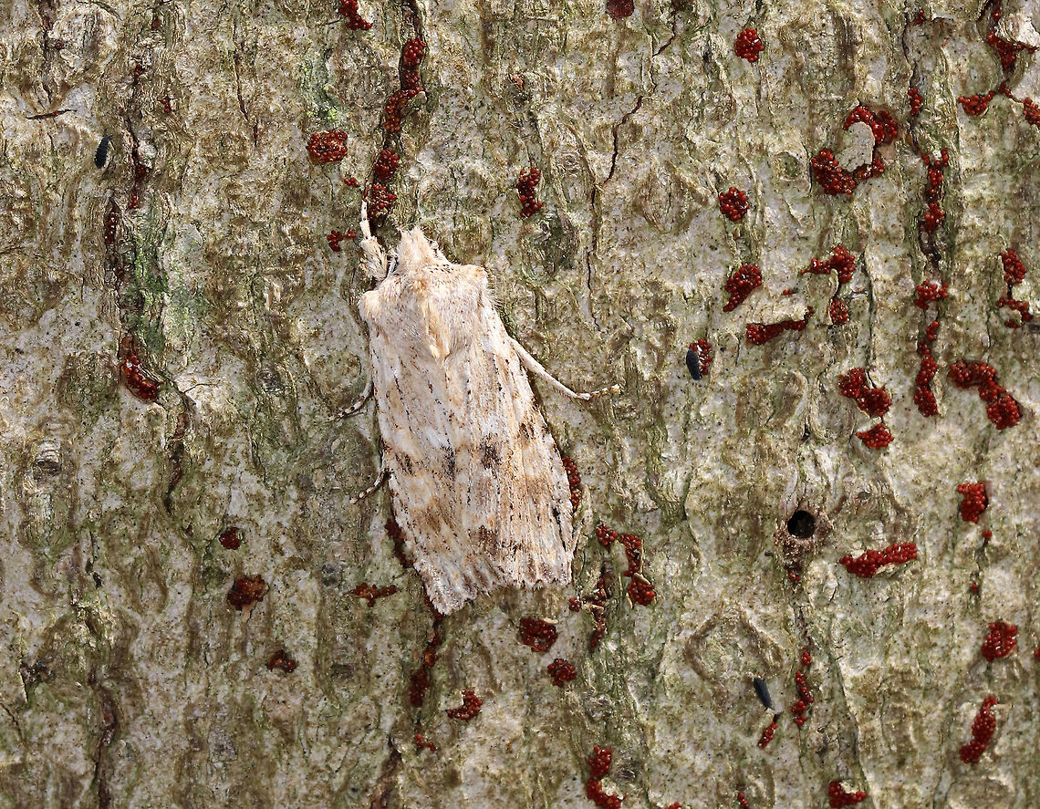 Nameless Pinion - Lithophane innominata Why would anyone name this moth the &quot;nameless pinion&quot;?!<br />
<br />
TL: ~20 mm. Diffuse, dark patches at inner median area; Brown terminal shading.<br />
<br />
Habitat: I found it resting on the bark of a conifer in a mixed forest The bark of the tree had clusters of tiny, red fungus. And, springtails were feeding on the fungus.<br />
<figure class="photo"><a href="https://www.jungledragon.com/image/78871/nameless_pinion_-_lithophane_innominata.html" title="Nameless Pinion - Lithophane innominata"><img src="https://s3.amazonaws.com/media.jungledragon.com/images/3232/78871_thumb.jpg?AWSAccessKeyId=05GMT0V3GWVNE7GGM1R2&Expires=1759968010&Signature=TjMk7P0k8Wsstd7gjE%2FADVKVbvQ%3D" width="200" height="152" alt="Nameless Pinion - Lithophane innominata Why would anyone name this moth the &quot;nameless pinion&quot;?!<br />
<br />
TL: ~20 mm. Diffuse, dark patches at inner median area; Brown terminal shading.<br />
<br />
Habitat: I found it resting on the bark of a conifer in a mixed forest The bark of the tree had clusters of tiny, red fungus. And, springtails were feeding on the fungus.<br />
<br />
https://www.jungledragon.com/image/78870/nameless_pinion_-_lithophane_innominata.html<br />
https://www.jungledragon.com/image/78869/nameless_pinion_-_lithophane_innominata.html Geotagged,Lithophane innominata,Spring,United States" /></a></figure><br />
<figure class="photo"><a href="https://www.jungledragon.com/image/78869/nameless_pinion_-_lithophane_innominata.html" title="Nameless Pinion - Lithophane innominata"><img src="https://s3.amazonaws.com/media.jungledragon.com/images/3232/78869_thumb.jpg?AWSAccessKeyId=05GMT0V3GWVNE7GGM1R2&Expires=1759968010&Signature=4Zx4jAqjfNZuI9z6AynDtp8NyTE%3D" width="200" height="160" alt="Nameless Pinion - Lithophane innominata Why would anyone name this moth the &quot;nameless pinion&quot;?!<br />
<br />
TL: ~20 mm. Diffuse, dark patches at inner median area; Brown terminal shading.<br />
<br />
Habitat: I found it resting on the bark of a conifer in a mixed forest<br />
https://www.jungledragon.com/image/78870/nameless_pinion_-_lithophane_innominata.html<br />
https://www.jungledragon.com/image/78871/nameless_pinion_-_lithophane_innominata.html Geotagged,Lithophane,Lithophane innominata,Spring,United States,moth,nameless pinion" /></a></figure> Geotagged,Lithophane innominata,Spring,United States