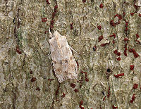 Nameless Pinion - Lithophane innominata Why would anyone name this moth the "nameless pinion"?!<br />
<br />
TL: ~20 mm. Diffuse, dark patches at inner median area; Brown terminal shading.<br />
<br />
Habitat: I found it resting on the bark of a conifer in a mixed forest The bark of the tree had clusters of tiny, red fungus. And, springtails were feeding on the fungus.<br />
https://www.jungledragon.com/image/78871/nameless_pinion_-_lithophane_innominata.html<br />
https://www.jungledragon.com/image/78869/nameless_pinion_-_lithophane_innominata.html Geotagged,Lithophane innominata,Spring,United States