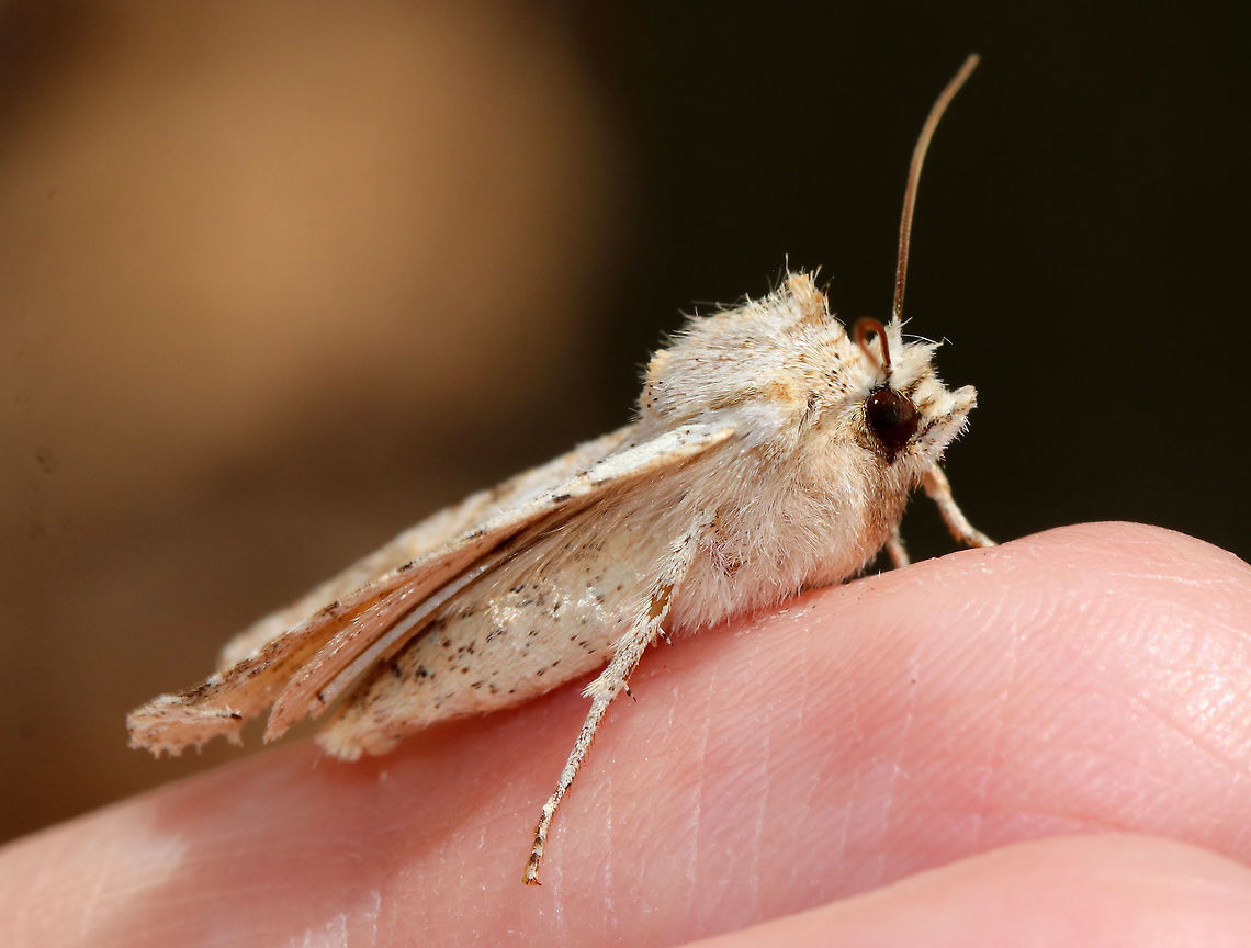 Nameless Pinion - Lithophane innominata Why would anyone name this moth the &quot;nameless pinion&quot;?!<br />
<br />
TL: ~20 mm. Diffuse, dark patches at inner median area; Brown terminal shading.<br />
<br />
Habitat: I found it resting on the bark of a conifer in a mixed forest The bark of the tree had clusters of tiny, red fungus. And, springtails were feeding on the fungus.<br />
<br />
<figure class="photo"><a href="https://www.jungledragon.com/image/78870/nameless_pinion_-_lithophane_innominata.html" title="Nameless Pinion - Lithophane innominata"><img src="https://s3.amazonaws.com/media.jungledragon.com/images/3232/78870_thumb.jpg?AWSAccessKeyId=05GMT0V3GWVNE7GGM1R2&Expires=1759968010&Signature=x%2ByX6IXeezptH2FvmWwfPPR1XN0%3D" width="200" height="156" alt="Nameless Pinion - Lithophane innominata Why would anyone name this moth the &quot;nameless pinion&quot;?!<br />
<br />
TL: ~20 mm. Diffuse, dark patches at inner median area; Brown terminal shading.<br />
<br />
Habitat: I found it resting on the bark of a conifer in a mixed forest The bark of the tree had clusters of tiny, red fungus. And, springtails were feeding on the fungus.<br />
https://www.jungledragon.com/image/78871/nameless_pinion_-_lithophane_innominata.html<br />
https://www.jungledragon.com/image/78869/nameless_pinion_-_lithophane_innominata.html Geotagged,Lithophane innominata,Spring,United States" /></a></figure><br />
<figure class="photo"><a href="https://www.jungledragon.com/image/78869/nameless_pinion_-_lithophane_innominata.html" title="Nameless Pinion - Lithophane innominata"><img src="https://s3.amazonaws.com/media.jungledragon.com/images/3232/78869_thumb.jpg?AWSAccessKeyId=05GMT0V3GWVNE7GGM1R2&Expires=1759968010&Signature=4Zx4jAqjfNZuI9z6AynDtp8NyTE%3D" width="200" height="160" alt="Nameless Pinion - Lithophane innominata Why would anyone name this moth the &quot;nameless pinion&quot;?!<br />
<br />
TL: ~20 mm. Diffuse, dark patches at inner median area; Brown terminal shading.<br />
<br />
Habitat: I found it resting on the bark of a conifer in a mixed forest<br />
https://www.jungledragon.com/image/78870/nameless_pinion_-_lithophane_innominata.html<br />
https://www.jungledragon.com/image/78871/nameless_pinion_-_lithophane_innominata.html Geotagged,Lithophane,Lithophane innominata,Spring,United States,moth,nameless pinion" /></a></figure> Geotagged,Lithophane innominata,Spring,United States