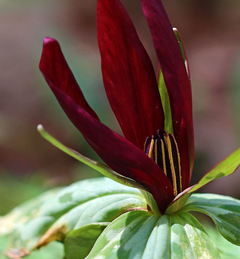 Large Toadshade - Trillium cuneatum Habitat: Garden of the Woods<br />
<figure class="photo"><a href="https://www.jungledragon.com/image/78874/large_toadshade_-_trillium_cuneatum.html" title="Large Toadshade - Trillium cuneatum"><img src="https://s3.amazonaws.com/media.jungledragon.com/images/3232/78874_thumb.jpg?AWSAccessKeyId=05GMT0V3GWVNE7GGM1R2&Expires=1767225610&Signature=j5lrrfLHgxjaRtIyp0HZdlyftR0%3D" width="108" height="152" alt="Large Toadshade - Trillium cuneatum Habitat: Garden of the Woods<br />
https://www.jungledragon.com/image/78873/large_toadshade_-_trillium_cuneatum.html Geotagged,Little Sweet Betsy,Spring,Trillium cuneatum,United States" /></a></figure> Geotagged,Little Sweet Betsy,Spring,Trillium cuneatum,United States,trillium