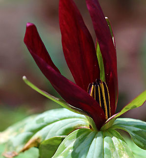 Large Toadshade - Trillium cuneatum Habitat: Garden of the Woods
https://www.jungledragon.com/image/78874/large_toadshade_-_trillium_cuneatum.html Geotagged,Little Sweet Betsy,Spring,Trillium cuneatum,United States,trillium