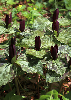 Large Toadshade - Trillium cuneatum Habitat: Garden of the Woods
https://www.jungledragon.com/image/78873/large_toadshade_-_trillium_cuneatum.html Geotagged,Little Sweet Betsy,Spring,Trillium cuneatum,United States
