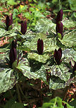 Large Toadshade - Trillium cuneatum Habitat: Garden of the Woods<br />
https://www.jungledragon.com/image/78873/large_toadshade_-_trillium_cuneatum.html Geotagged,Little Sweet Betsy,Spring,Trillium cuneatum,United States