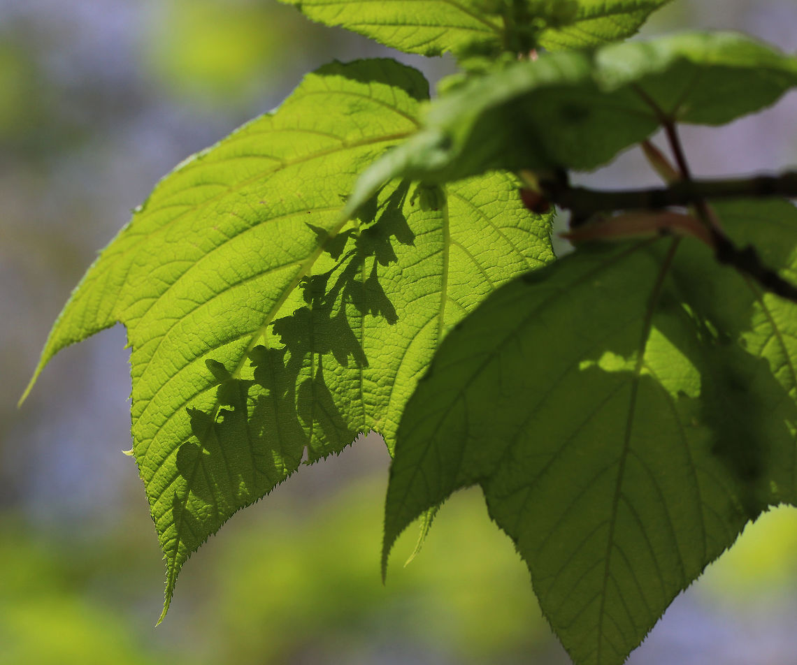 Striped Maple - Acer pensylvanicum Striped maple is named for the conspicuous vertical white stripes that traverse its greenish bark. It&#039;s also called goosefoot maple for its broad, three-pronged leaves, which turn pale golden in the autumn. <br />
<figure class="photo"><a href="https://www.jungledragon.com/image/78876/striped_maple_-_acer_pensylvanicum.html" title="Striped Maple - Acer pensylvanicum"><img src="https://s3.amazonaws.com/media.jungledragon.com/images/3232/78876_thumb.jpg?AWSAccessKeyId=05GMT0V3GWVNE7GGM1R2&Expires=1759968010&Signature=4JMCnCMqHaLMbbfY1iPUTWI7rrU%3D" width="130" height="152" alt="Striped Maple - Acer pensylvanicum Striped maple is named for the conspicuous vertical white stripes that traverse its greenish bark. It&#039;s also called goosefoot maple for its broad, three-pronged leaves, which turn pale golden in the autumn.<br />
https://www.jungledragon.com/image/78875/striped_maple_-_acer_pensylvanicum.html Acer pensylvanicum,Geotagged,Spring,Striped Maple,United States" /></a></figure> Acer pensylvanicum,Geotagged,Spring,Striped Maple,United States,acer,maple