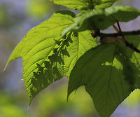 Striped Maple - Acer pensylvanicum Striped maple is named for the conspicuous vertical white stripes that traverse its greenish bark. It's also called goosefoot maple for its broad, three-pronged leaves, which turn pale golden in the autumn. <br />
https://www.jungledragon.com/image/78876/striped_maple_-_acer_pensylvanicum.html Acer pensylvanicum,Geotagged,Spring,Striped Maple,United States,acer,maple