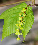 Striped Maple - Acer pensylvanicum Striped maple is named for the conspicuous vertical white stripes that traverse its greenish bark. It's also called goosefoot maple for its broad, three-pronged leaves, which turn pale golden in the autumn.<br />
https://www.jungledragon.com/image/78875/striped_maple_-_acer_pensylvanicum.html Acer pensylvanicum,Geotagged,Spring,Striped Maple,United States
