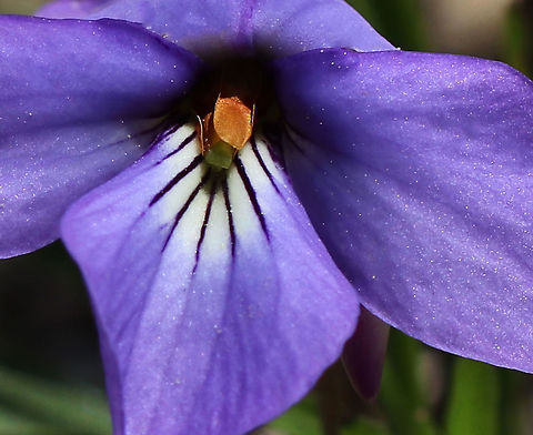 Birdsfoot Violet - Viola pedata Native to eastern North America

Habitat: Sandy soil near a wetland
https://www.jungledragon.com/image/78828/birdsfoot_violet_-_viola_pedata.html Birdsfoot violet,Geotagged,Spring,United States,Viola pedata
