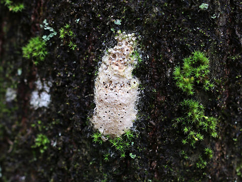 Gypsy Moth Egg Case - Lymantria dispar Habitat: On a tree in a mixed forest Geotagged,Gypsy moth,Lymantria dispar,Spring,United States,eggs,moth eggs